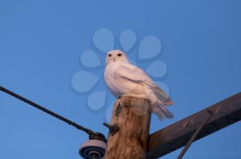 Snowy Owl in Saskatchewan Canada resting on post