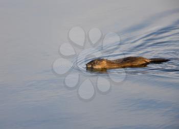 Muskrat Swimming in Winter at Sunset Canada