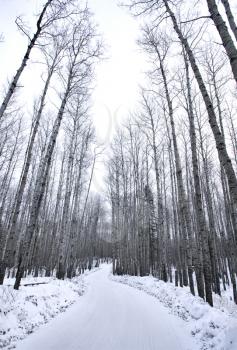 Aspen Trees Canada Saskatchewan Canada Winter path road