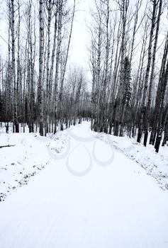 Aspen Trees Canada Saskatchewan Canada Winter path road