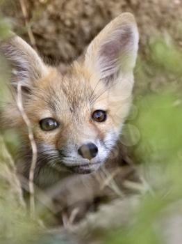 Young Fox Kit kits playing Saskatchewan Canada