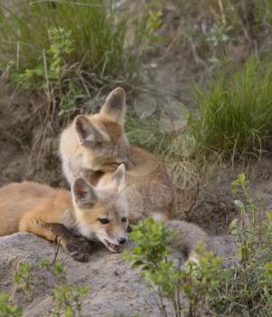 Young Fox Kit kits playing Saskatchewan Canada