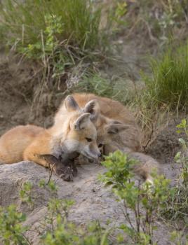 Young Fox Kit kits playing Saskatchewan Canada