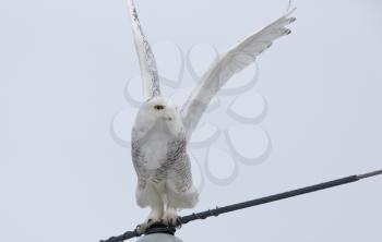 Snowy Owl in Flight winter Saskatchewan Canada