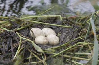 Horned Grebe Eggs in nest Saskatchewan Canada