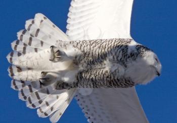 Snowy Owl in Flight in Saskatchewan Canada