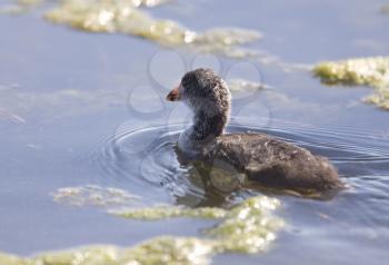 Coot Waterhen Babies in pond in Saskatchewan Canada