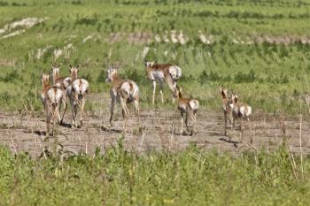 Pronghorn Antelope With Young Babies Saskatchewan Canada