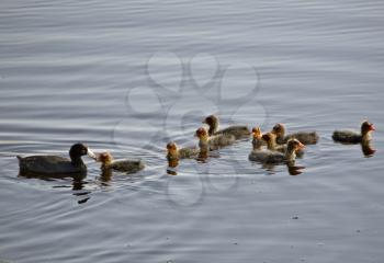 Waterhen Babies chicks coot marsh swamp feeding