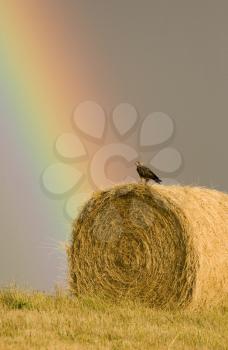 Swainson Hawks on Hay Bale after storm Saskatchewan