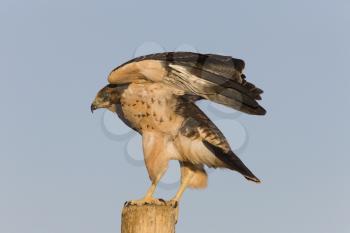 Swainson Hawk on Post in Alberta Canada