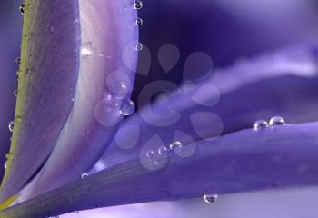 Close Up Iris macro water drops in studio