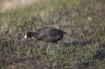 Waterhen coot  Canada Saskatchewan Bird