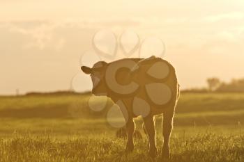 Cattle Cow sunrise  Saskatchewan Canada