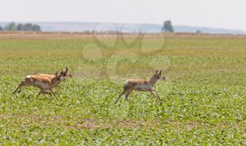 Pronghorn Antelope Running in Prairie Field