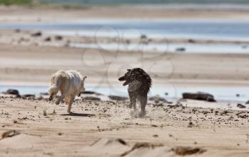 Dogs at the Beach Saskatchewan Canada Diefenbaker Lake