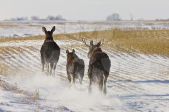 Prairie Moose Saskatchewan Canada Winter Running