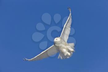 Snowy Owl in Flight in Saskatchewan Canada