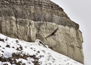 Saskatchewan Badlands Big Muddy Valley in Winter with Golden Eagle in Flight
