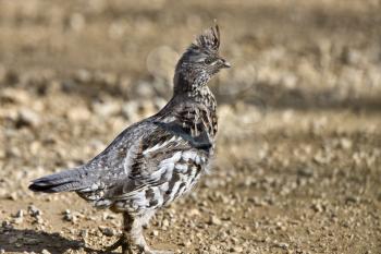 Spruce Grouse in Manitoba Canada beautiful colors in spring