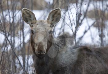Moose in Winter Riding Mountain Park Manitoba Canada