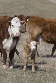 Newborn Calf and cows in field Canada
