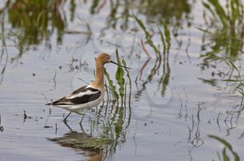 Avocet in water in Saskatchewan Canada colorful