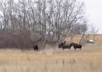 Moose in a field in winter in Saskatchewan Canada