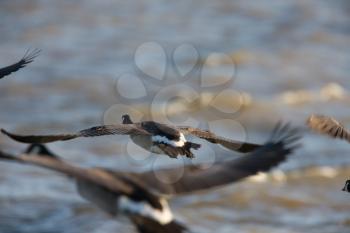 Canada Geese in Flight over Lake Winnipeg