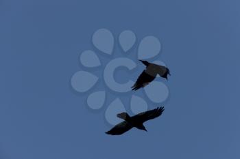 Ravens in Flight 