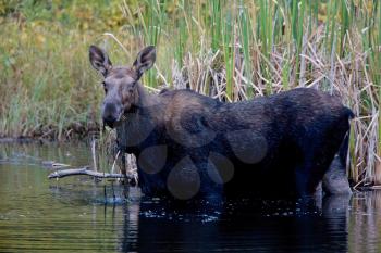 Cow Moose in Boggy Swamp Manitoba Canada