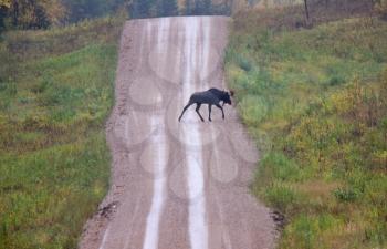Bull Moose on gravel road Saskatchewan Canada
