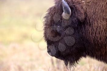 Close up buffalo bison Canada