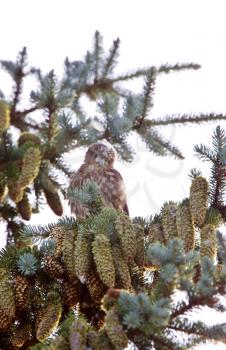 Hawk fledling in pine tree