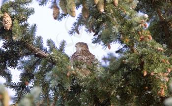 Hawk fledling in pine tree