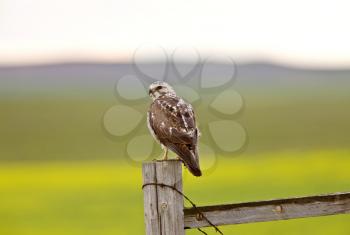 Hawk perched on fence post