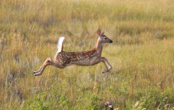 White tailed Deer fawn leaping in field