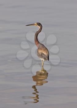 Great Blue Heron in Florida waters