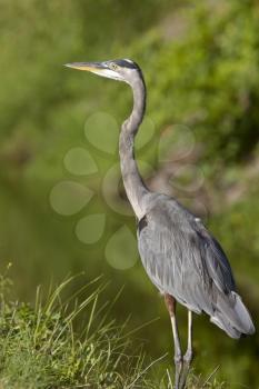 Great Blue Heron in Florida