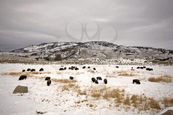 Bison Buffalo Wyoming Yellowstone Buffalo Bison