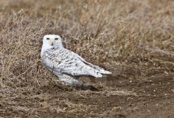 Snowy Owl Saskatchewan Canada