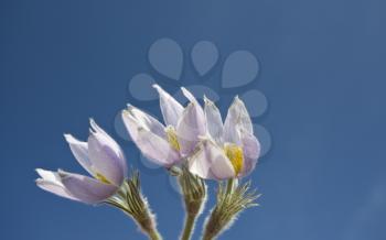 Spring Time Crocus Flower