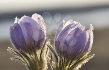 Spring Time Crocus Flower