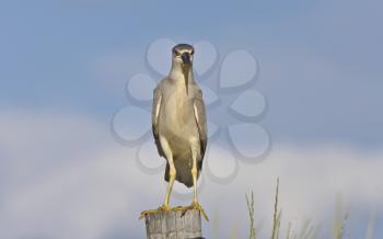 Black crowned Night Heron Canada