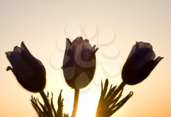 Spring Time Crocus Flower