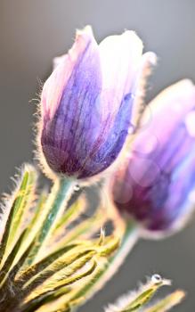 Spring Time Crocus Flower