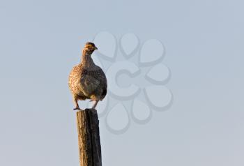 sharp tailed grouse on a pole Canada
