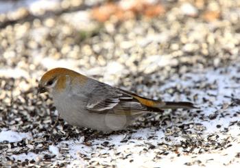 Pine Grosbeak in Winter