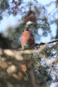 Pine Grosbeak in Winter