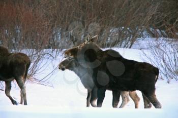 Prairie Moose in Winter Saskatchewan Canada